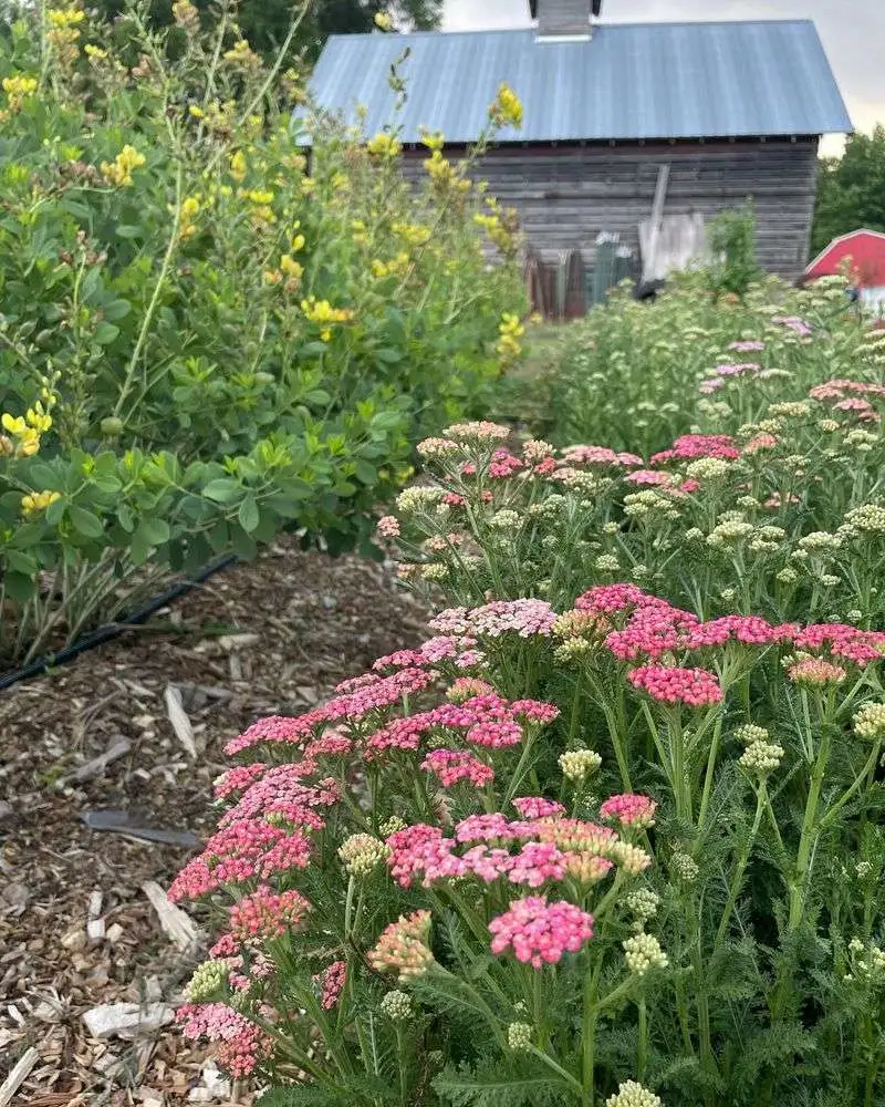 Yarrow