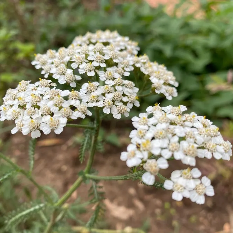 Yarrow