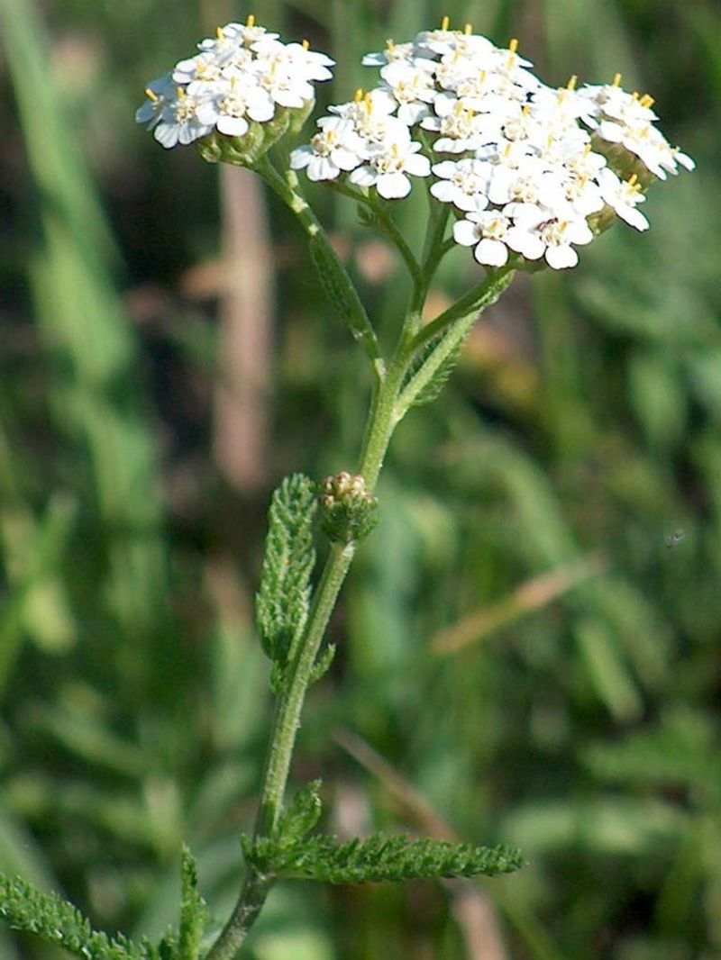 Yarrow