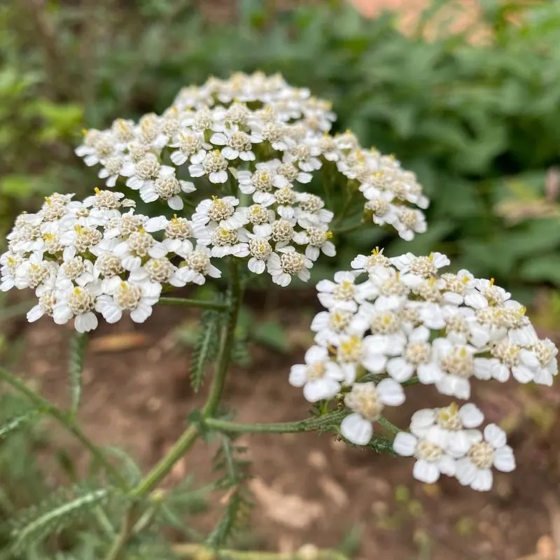 Yarrow