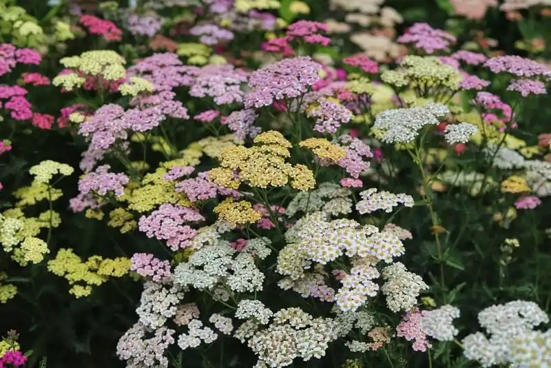 Yarrow