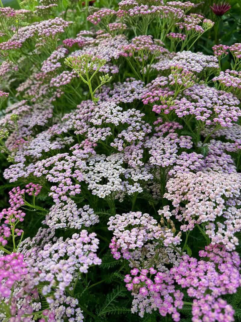 Yarrow
