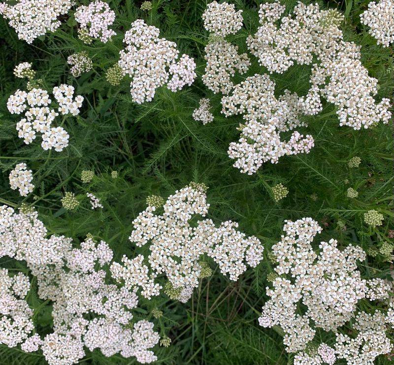 Yarrow