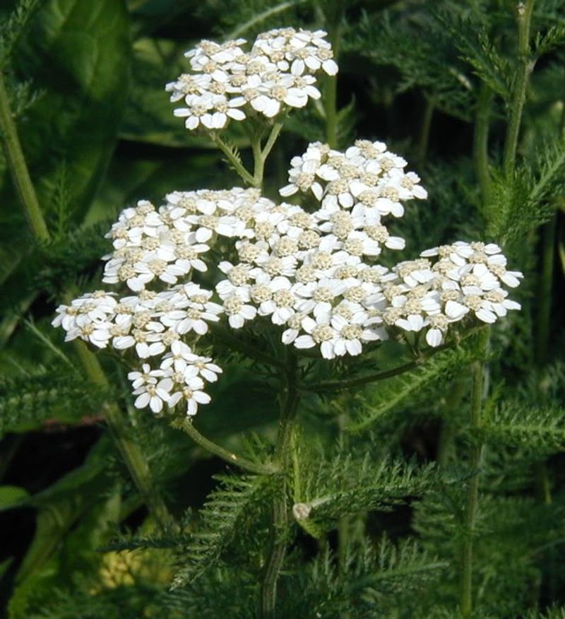 Yarrow