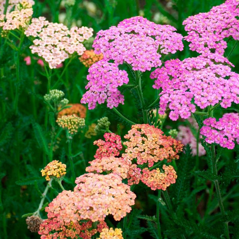 Yarrow (Achillea millefolium)