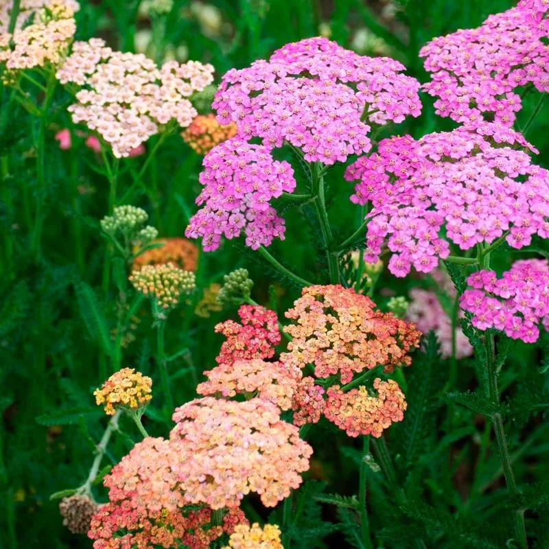 Yarrow (Achillea millefolium)