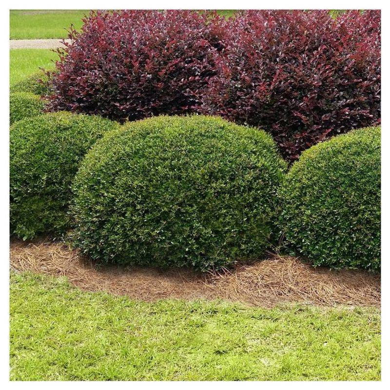 Yaupon Holly