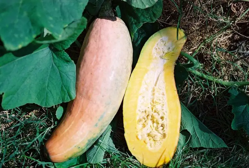 Pink Banana Squash