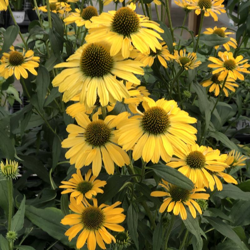 Yellow My Darling Coneflower