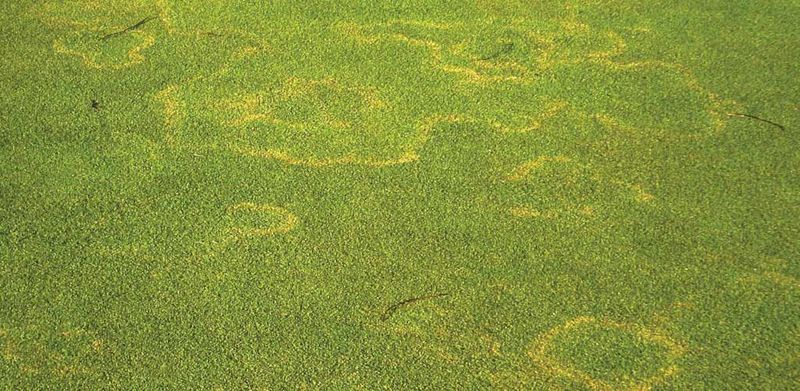 Yellow Patch
