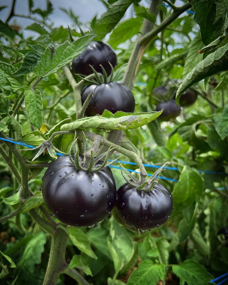 Black Tomatoes