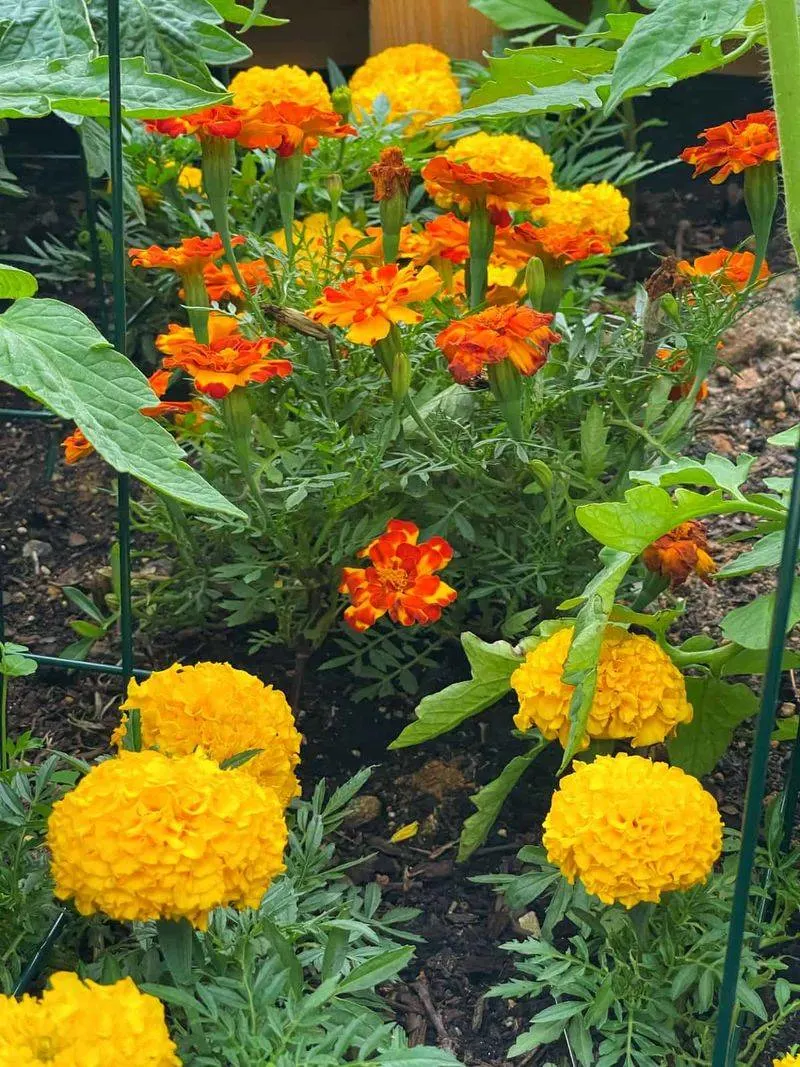 Yellow and Red: Playful Energy