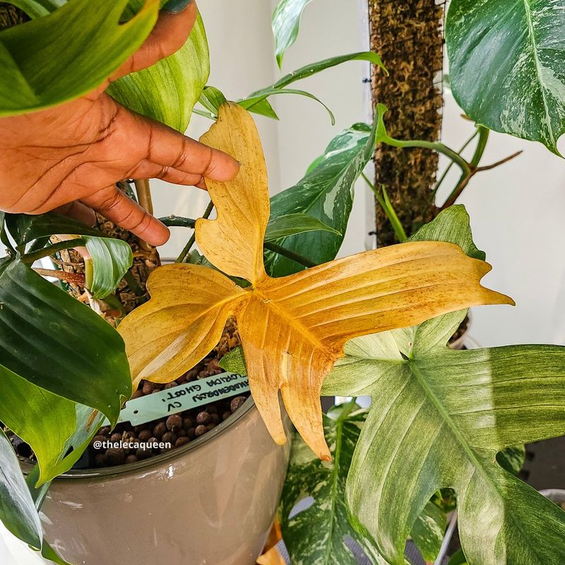 Yellowing Foliage