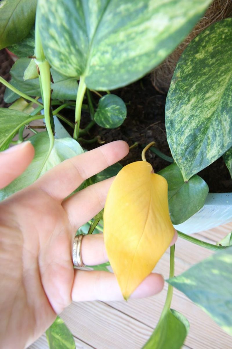 Yellowing Leaves