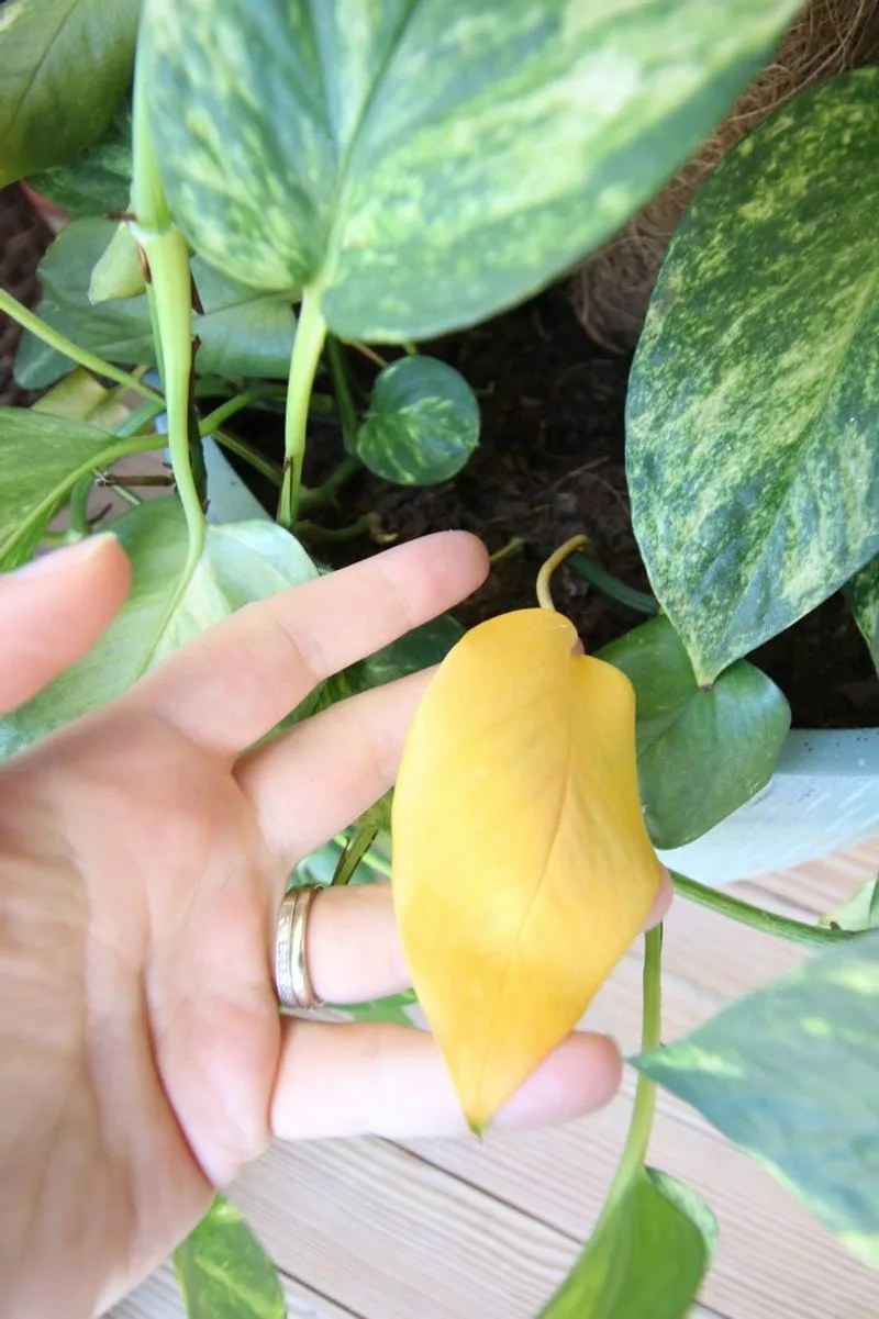 Yellowing Leaves