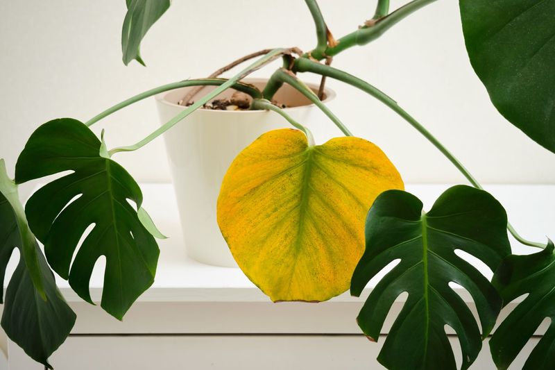 Yellowing Leaves Despite Proper Care