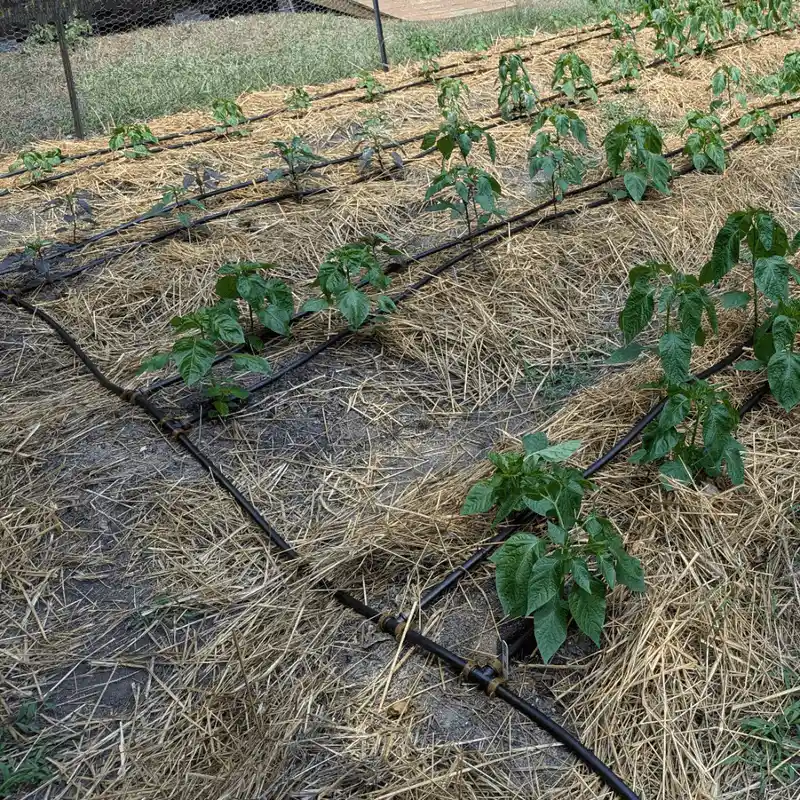 Consistent Watering Techniques