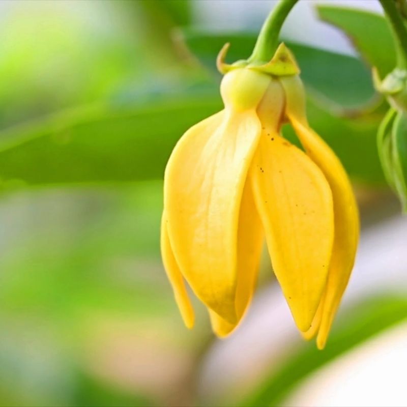 Ylang-Ylang