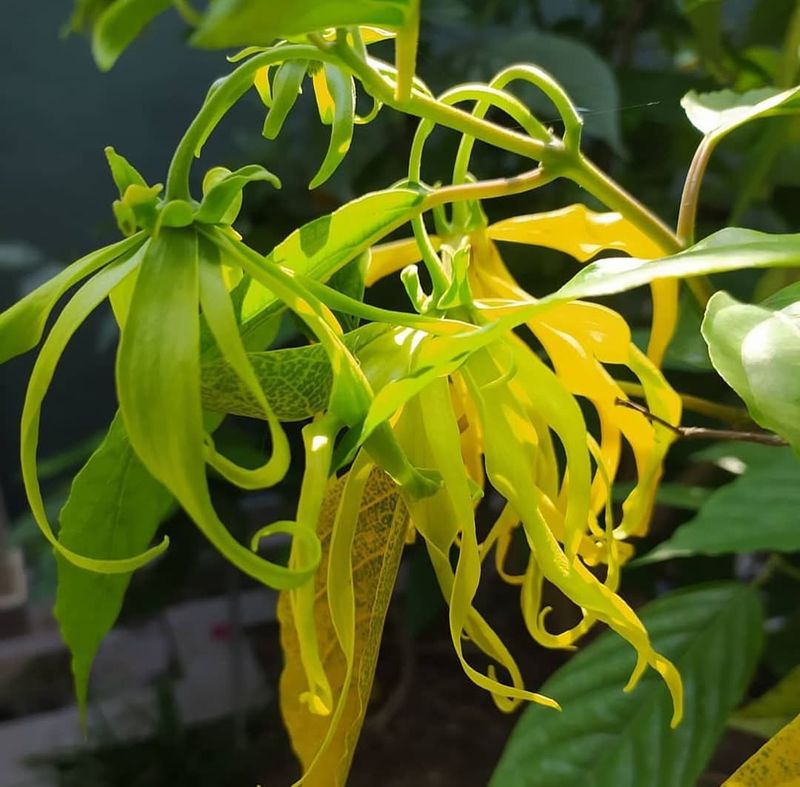 Ylang Ylang