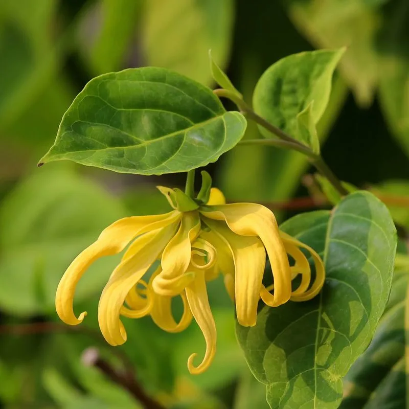 Ylang-Ylang