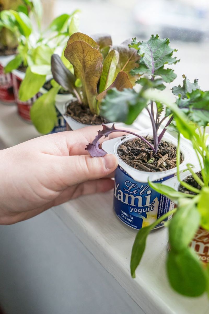 Yogurt Container Planters