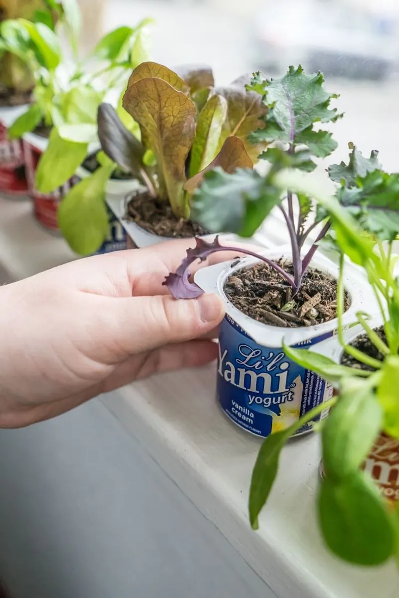 Yogurt Container Planters