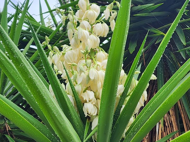 Yucca