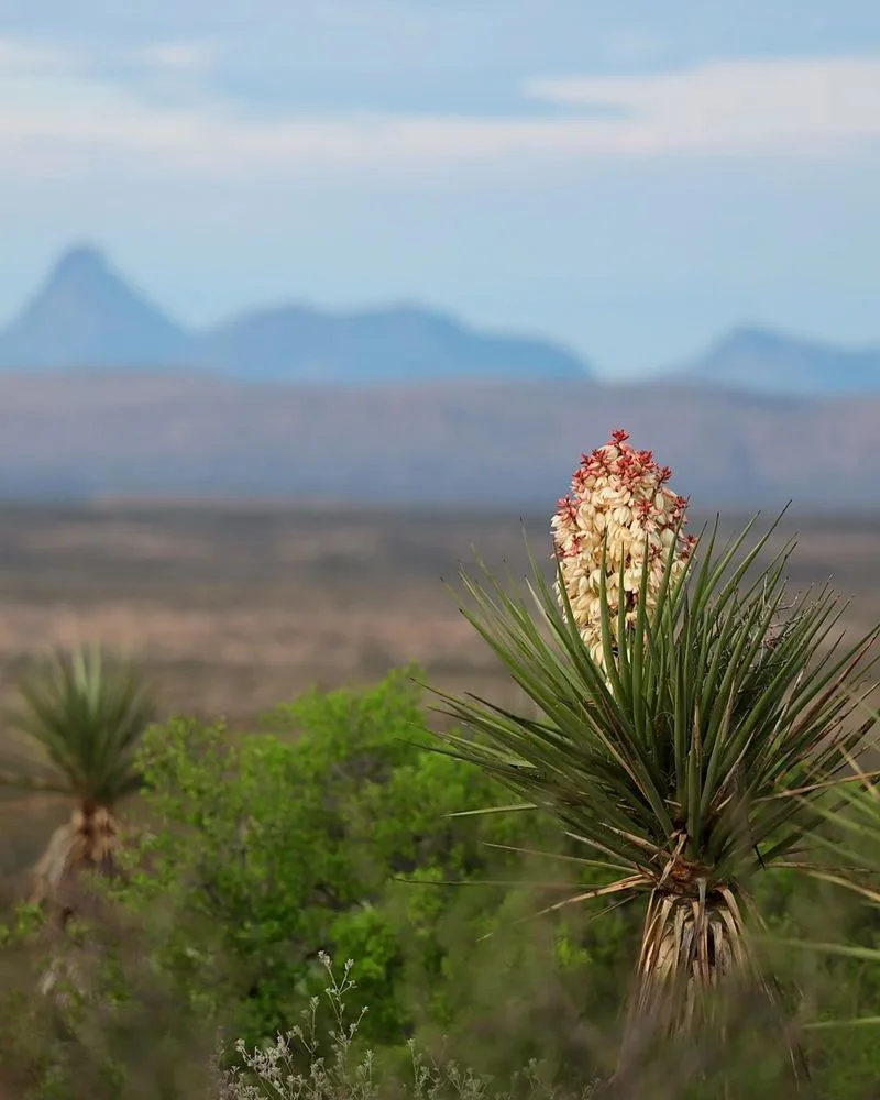 Yucca