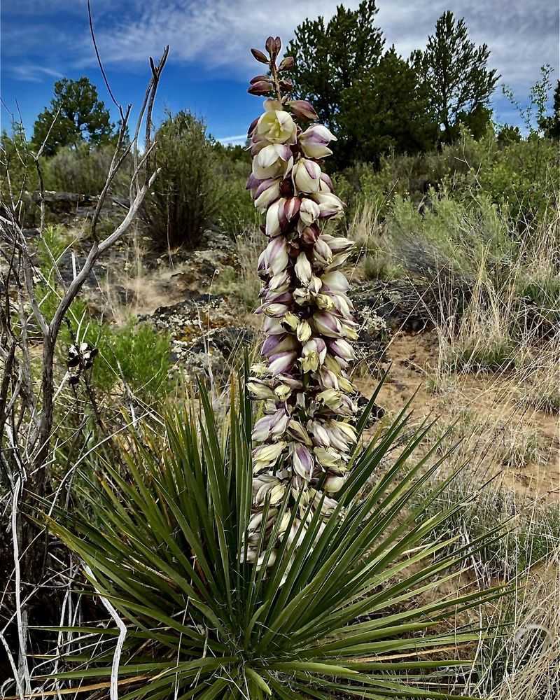 Yucca
