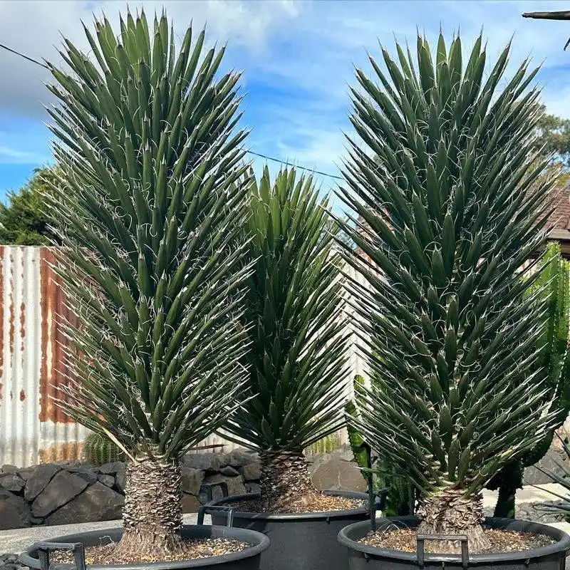 Yucca