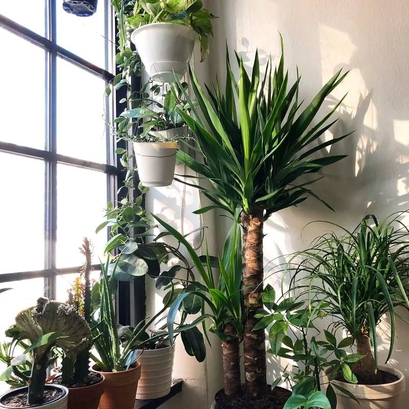 Yucca