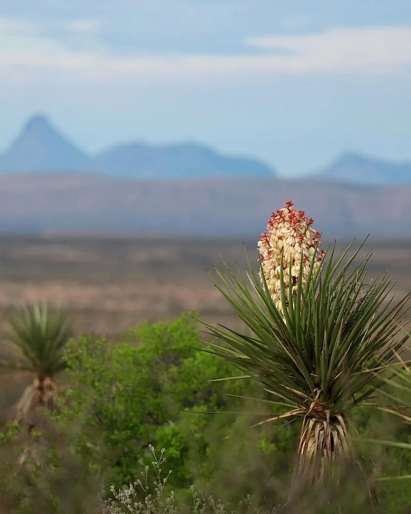 Yucca