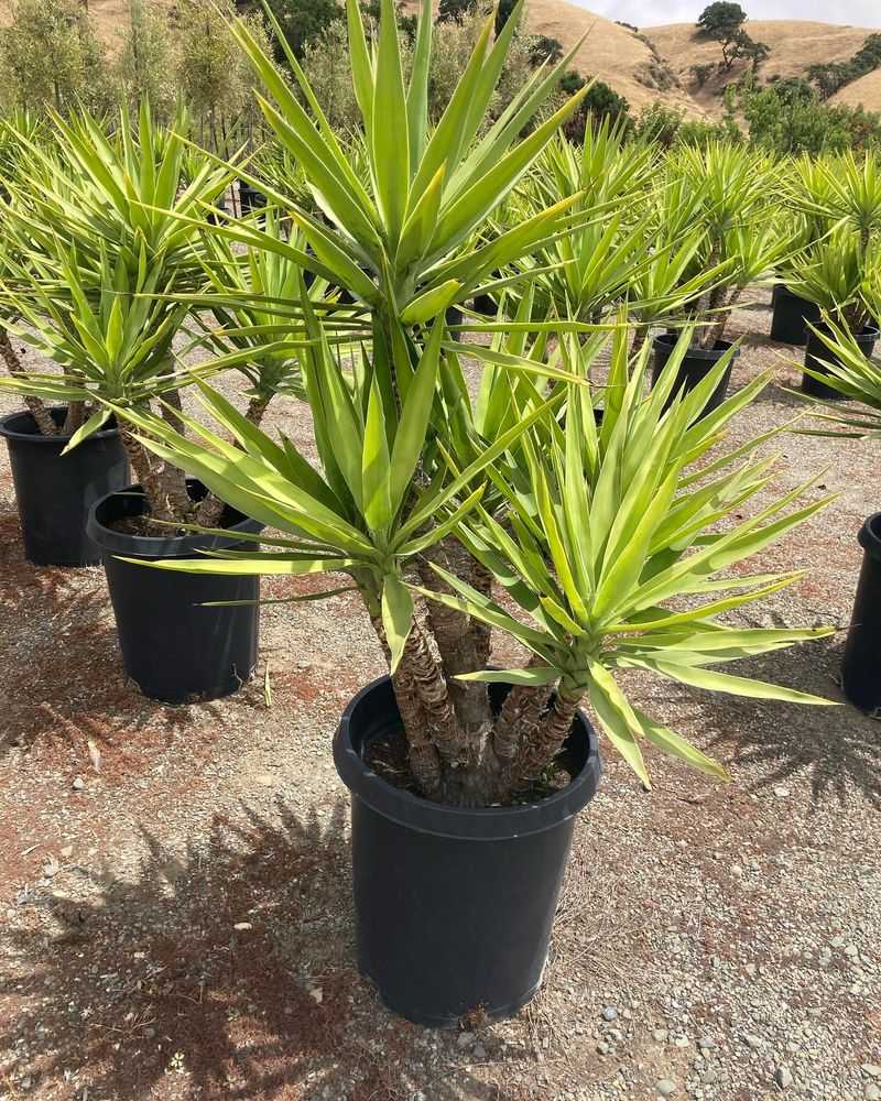 Yucca
