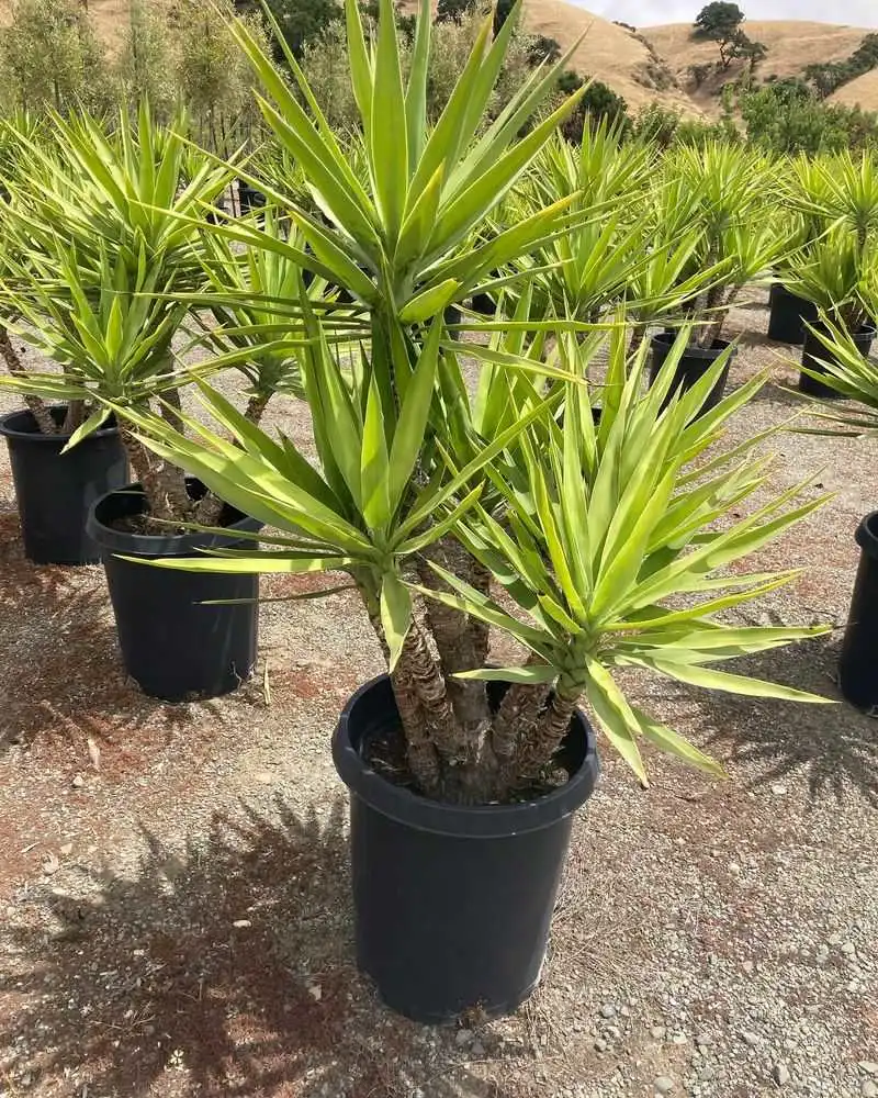 Yucca