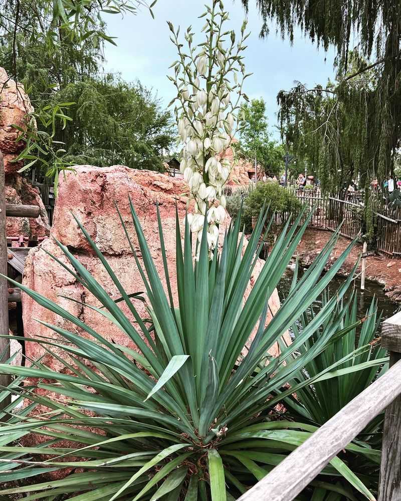Yucca gloriosa