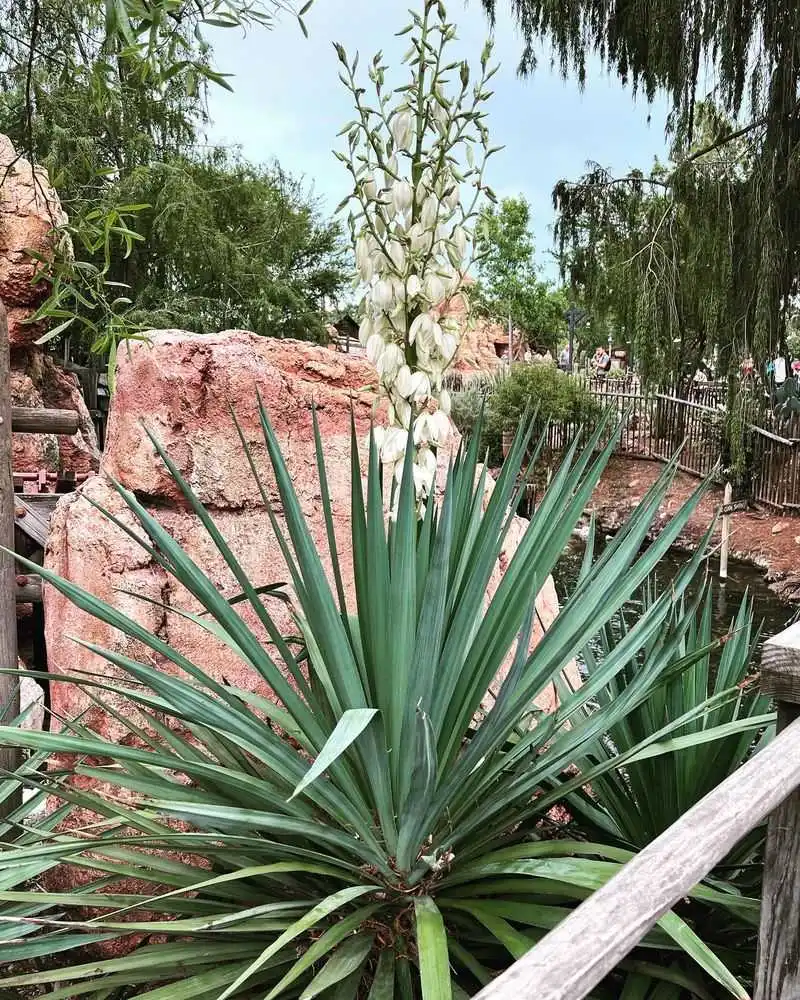 Yucca gloriosa