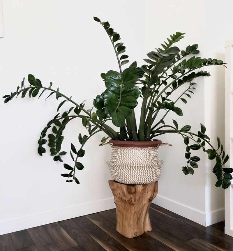 ZZ Plant