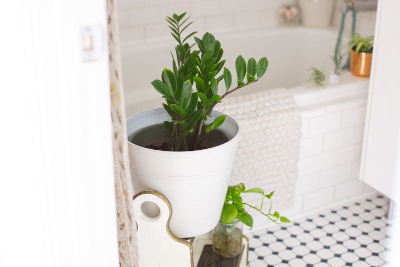 ZZ Plant