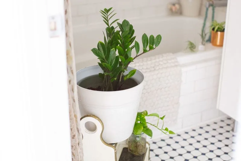 ZZ Plant