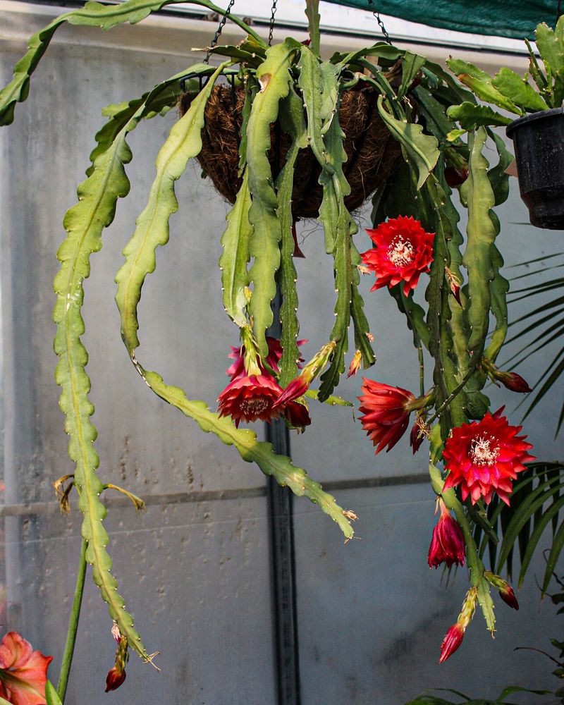 Orchid Cactus