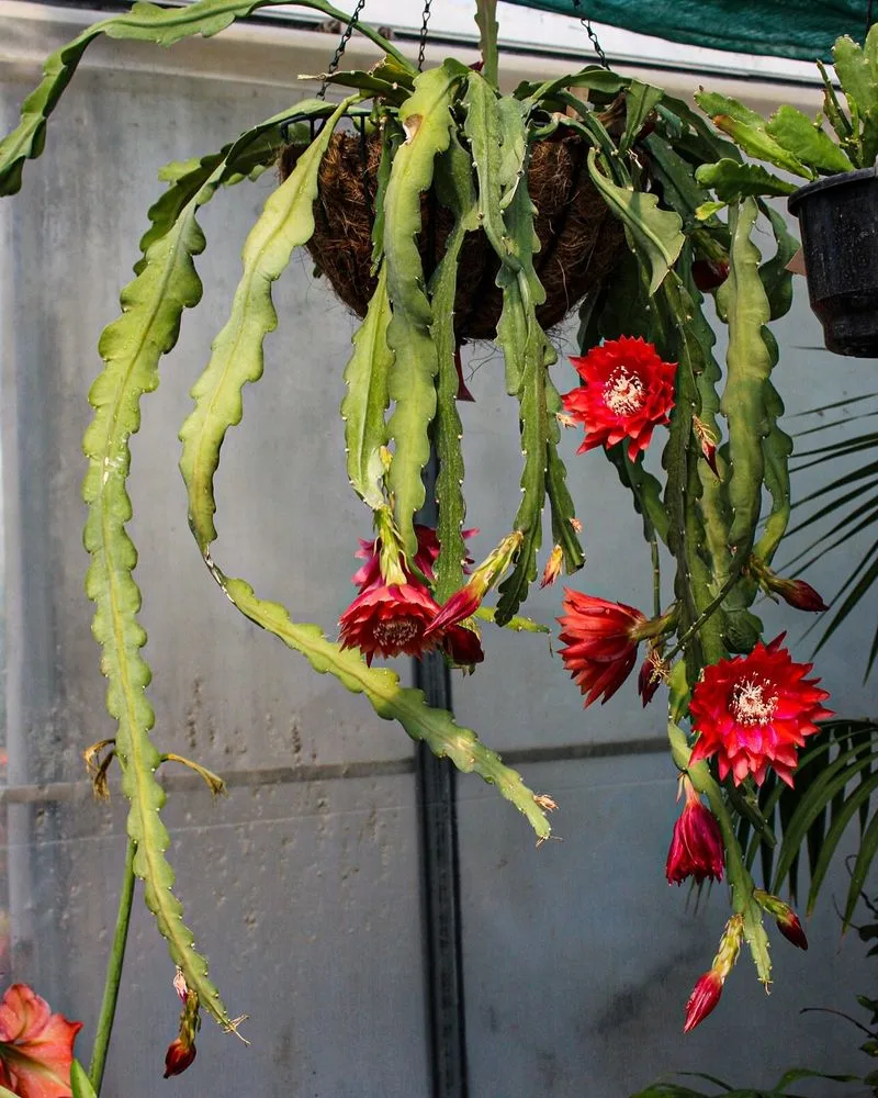 Orchid Cactus