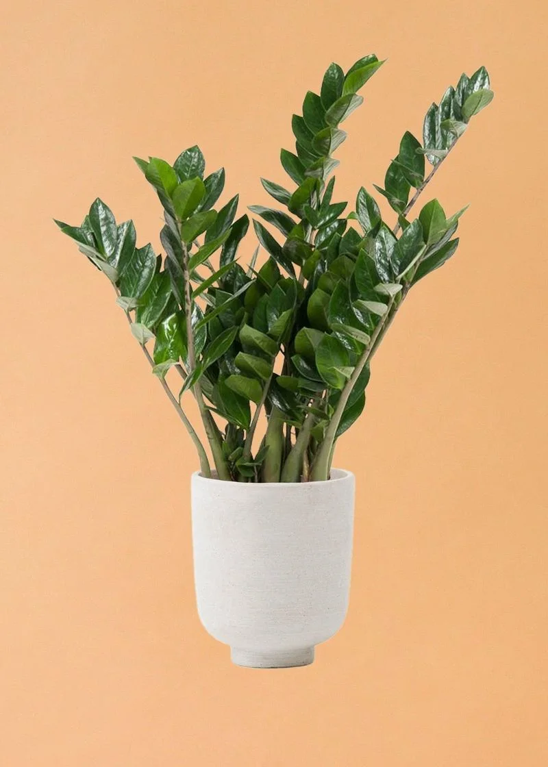ZZ Plant