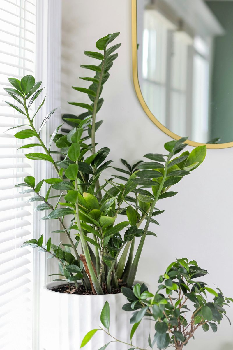 ZZ Plant