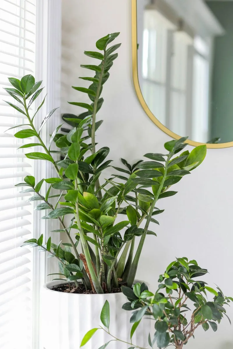 ZZ Plant