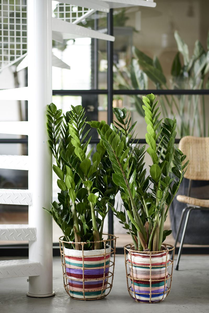 ZZ Plant