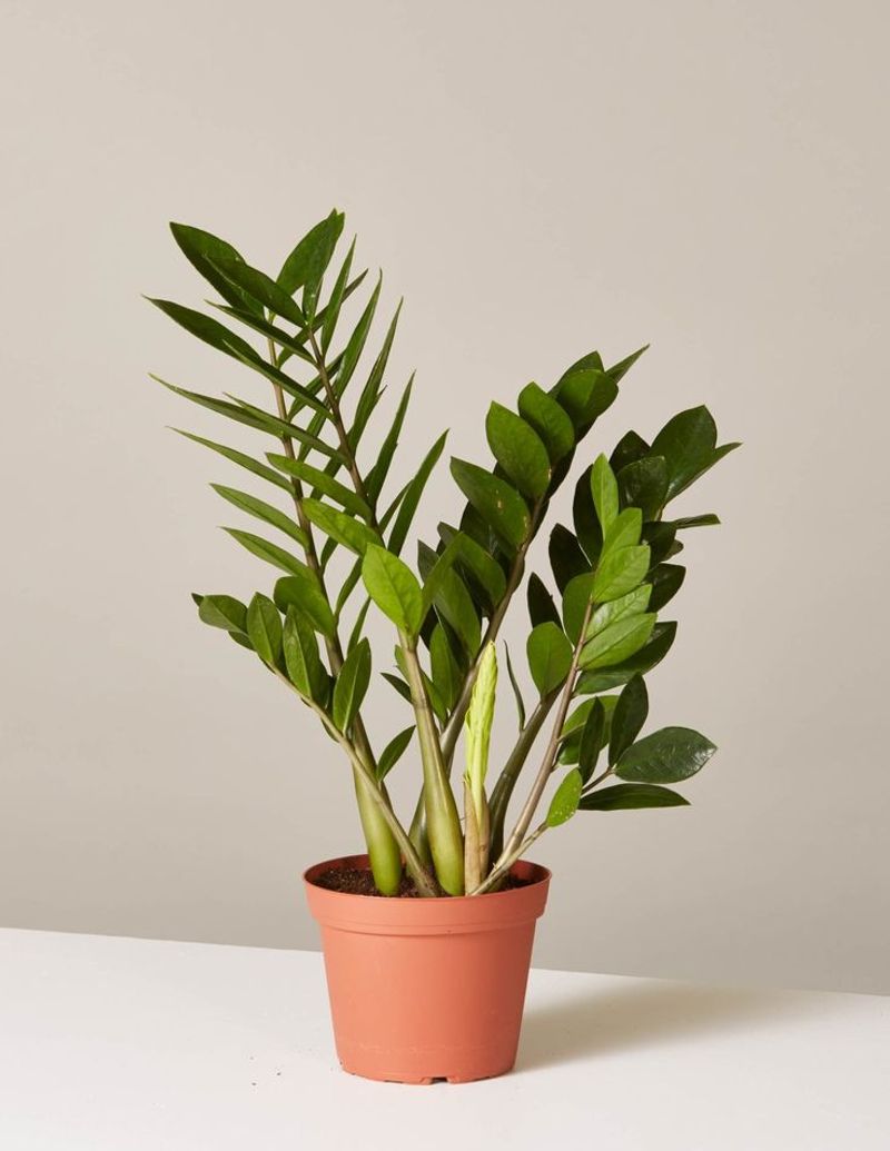 ZZ Plant