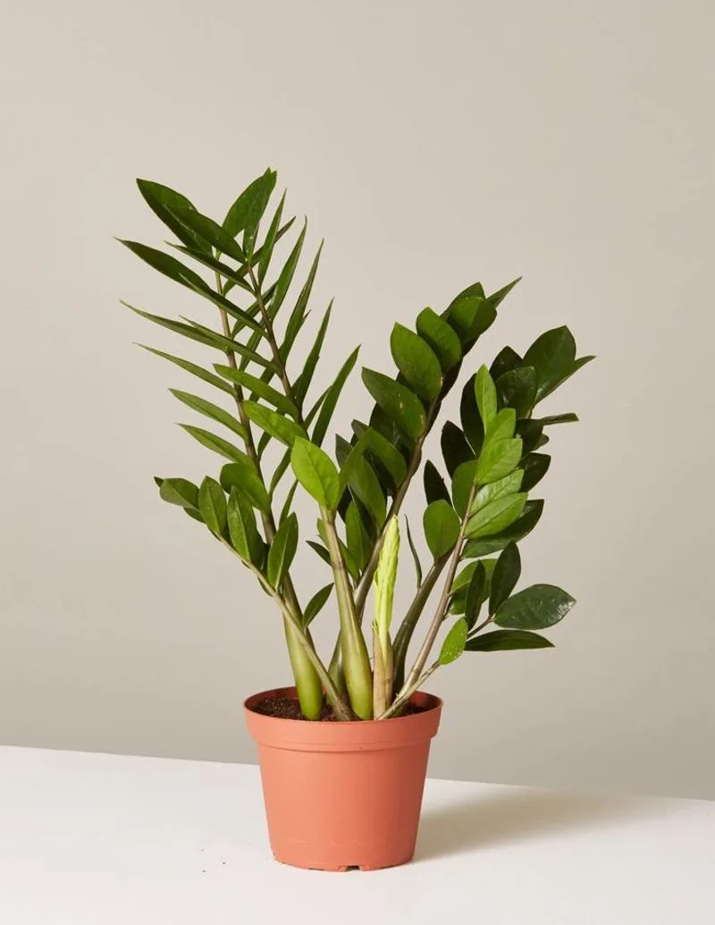 ZZ Plant