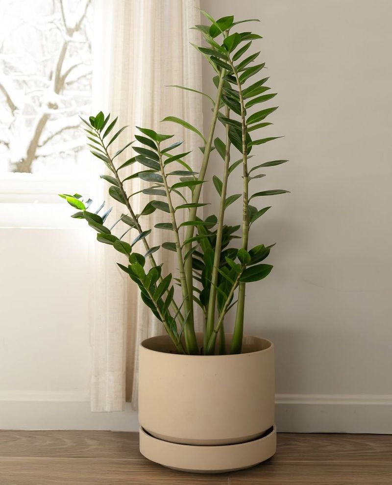 ZZ Plant