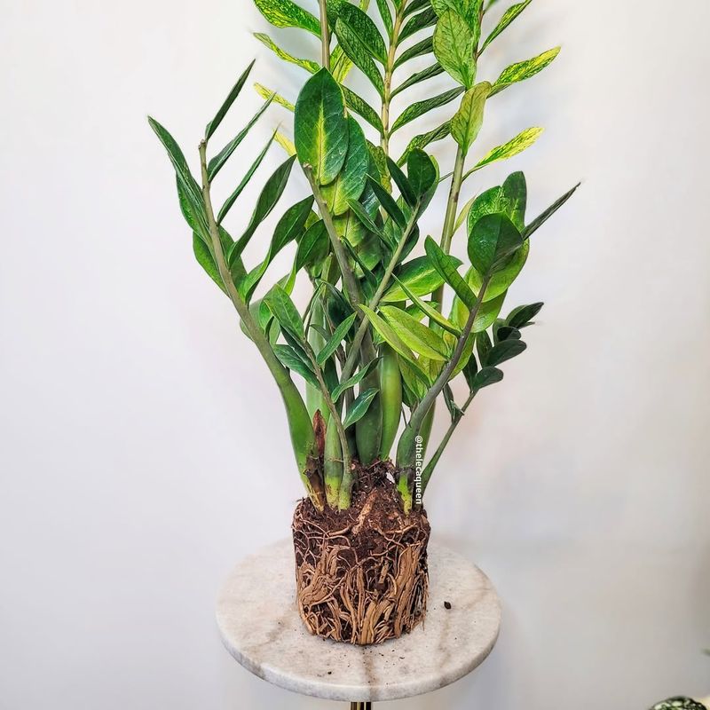 ZZ Plant