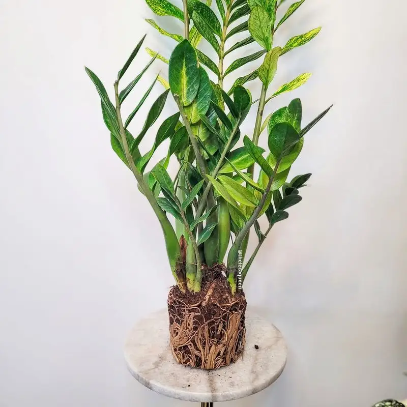 ZZ Plant